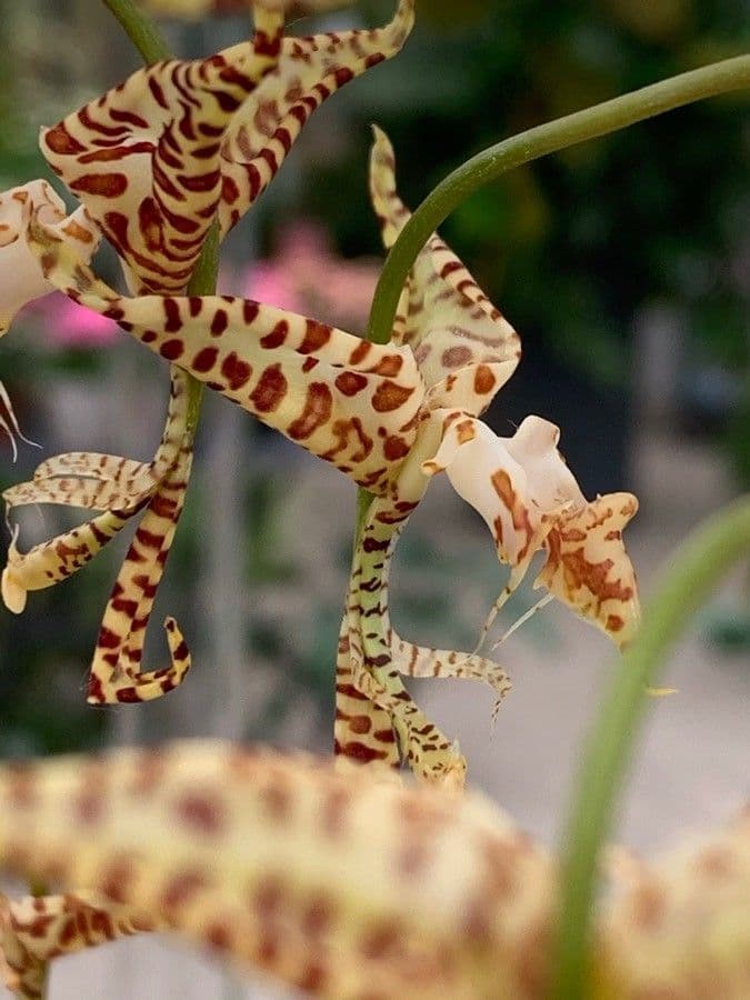 Gongora 2