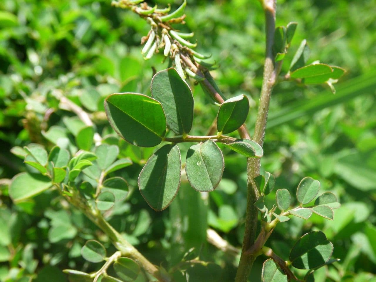 Indigofera hendecaphylla 17