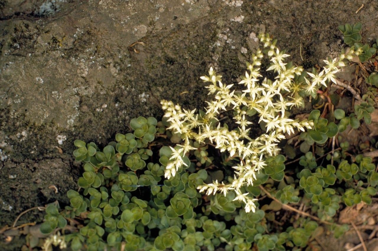Sedum glauco 9