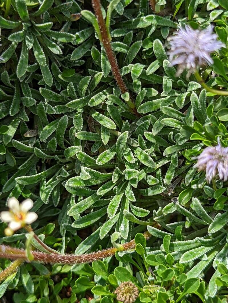 Saxifrage incrustée 14