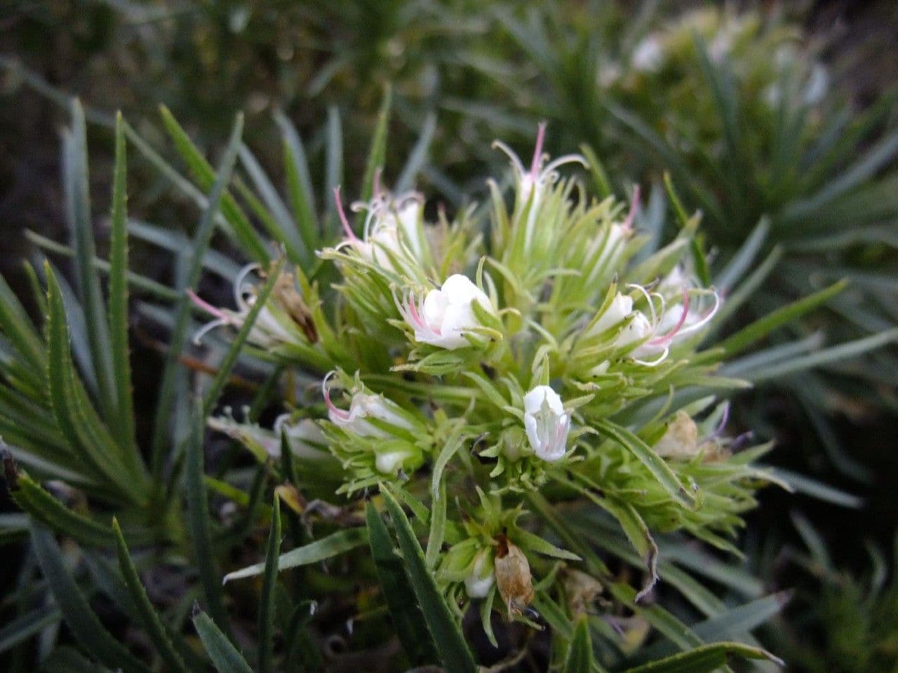 Echium 5