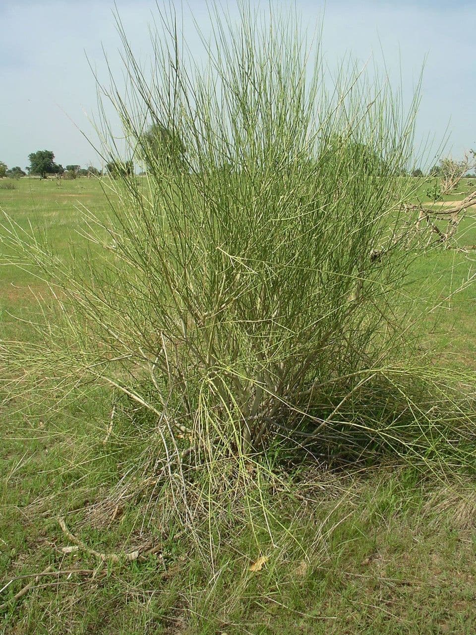 Leptadenia pyrotechnica 10