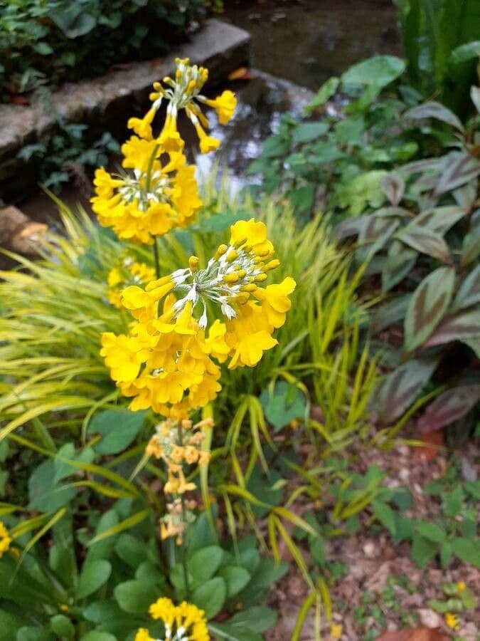 Primula di Florinda