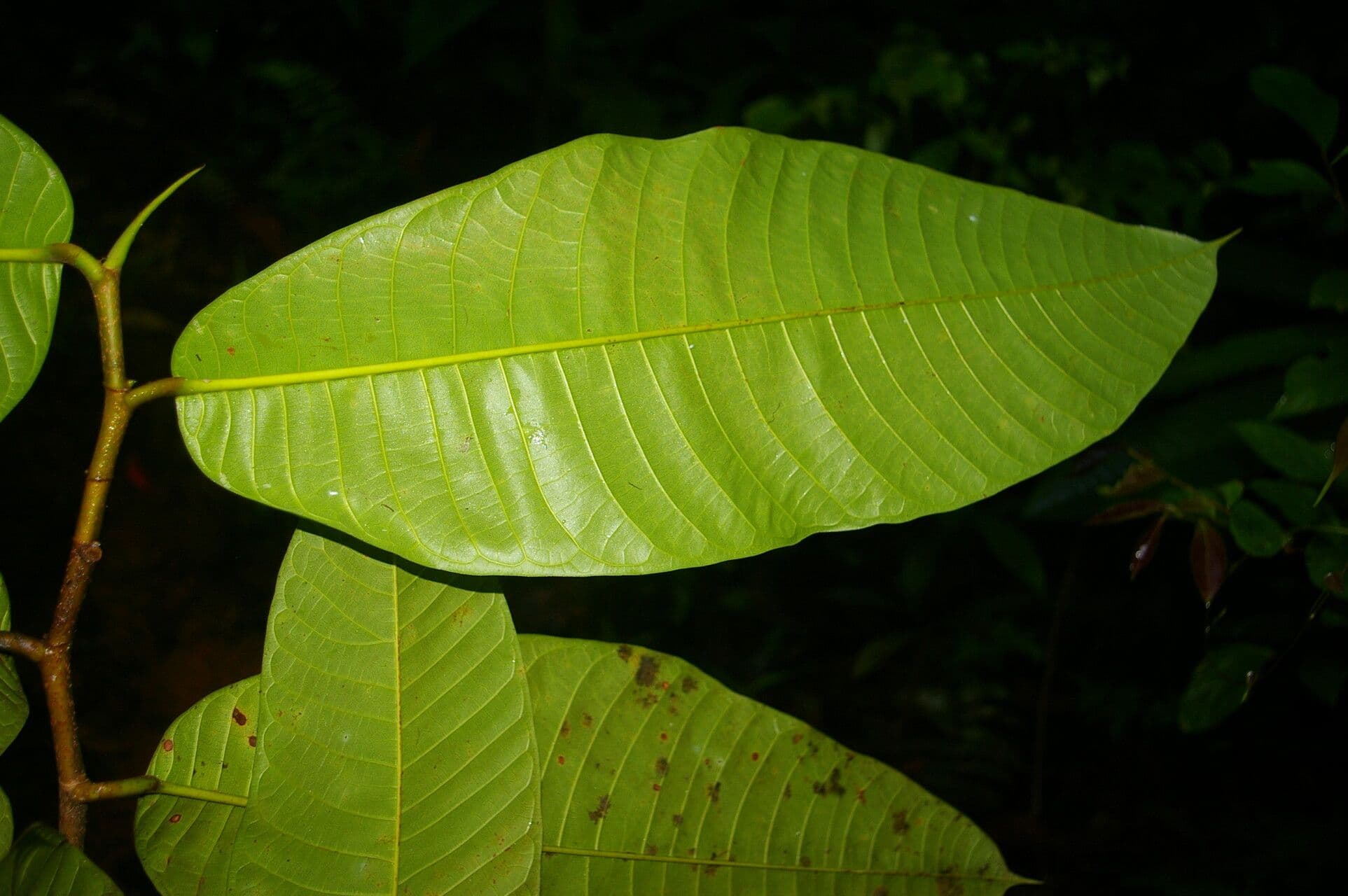 Milchbaum 4