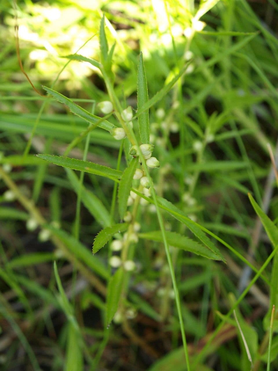 Proserpinaca palustris