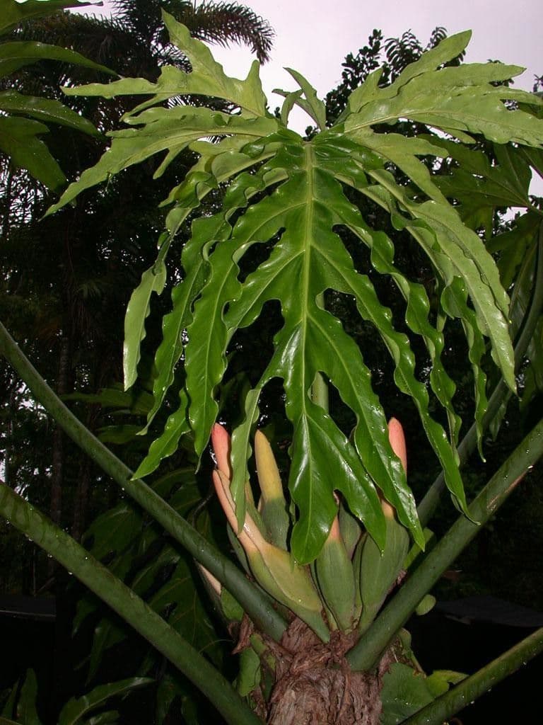 Philodendron 16