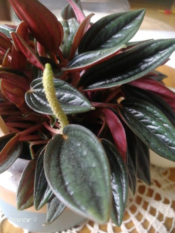 Peperomia