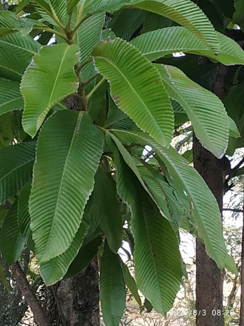 Dillenia indica 20