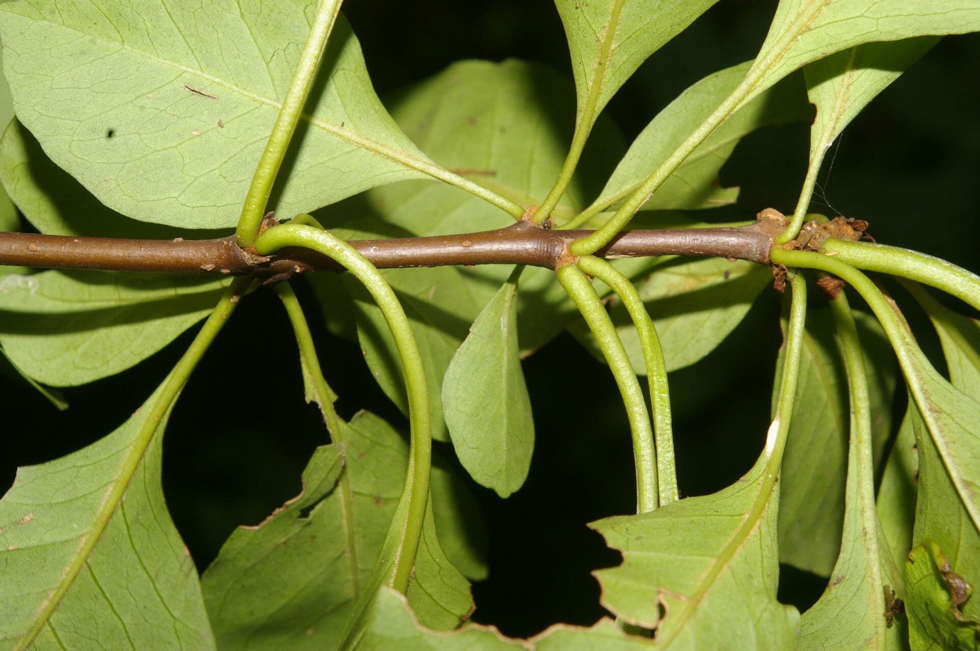 Pisonia 9