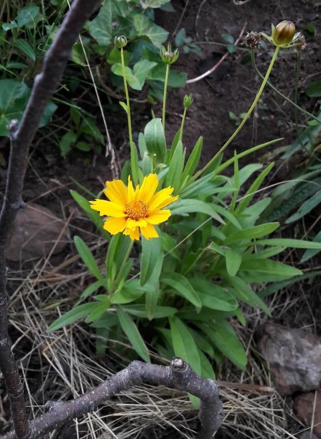Coreopsis lanceolata 6