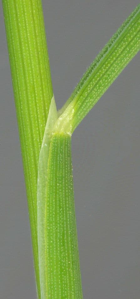 Andelgras 22