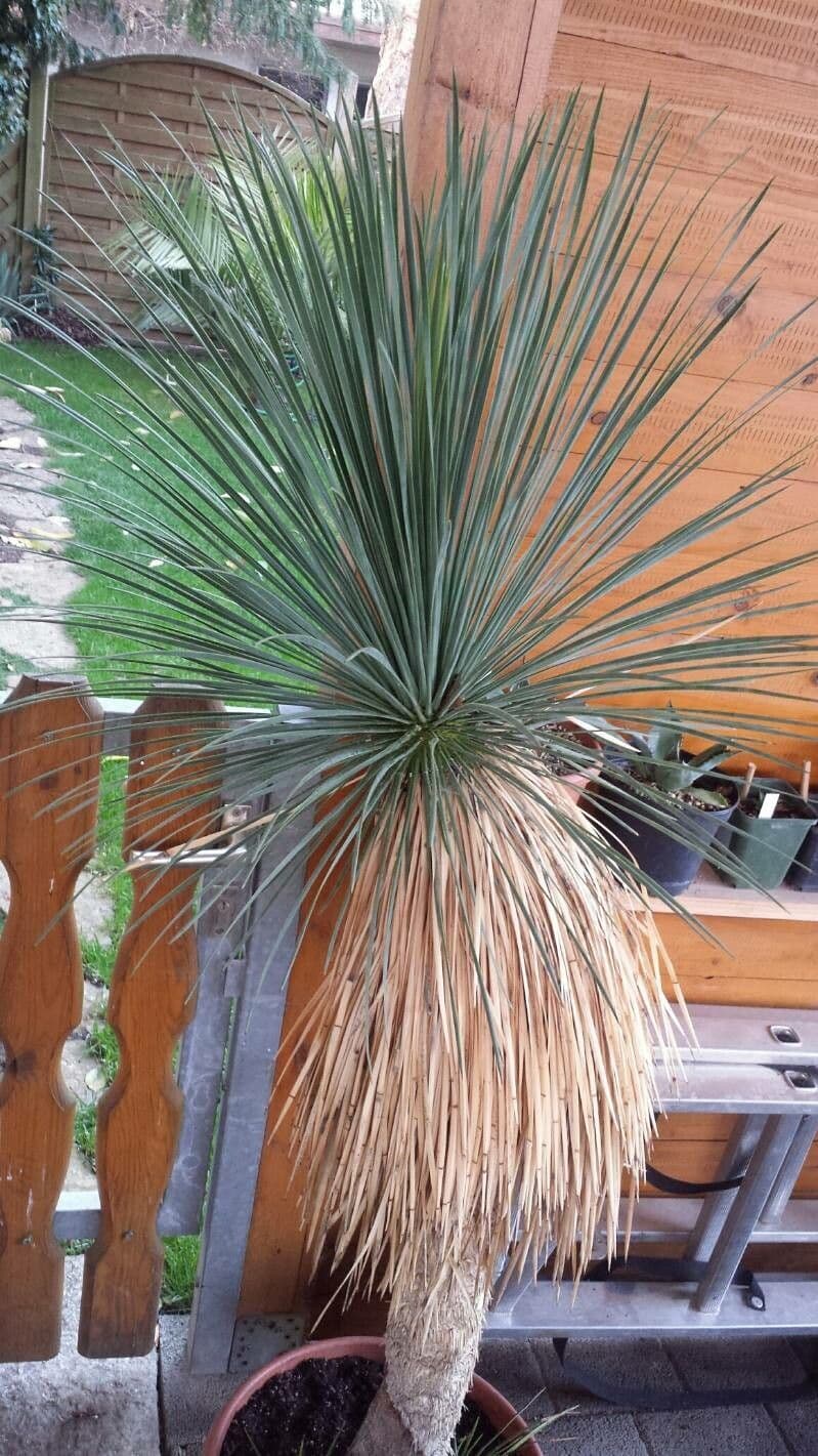 Yucca linearifolia