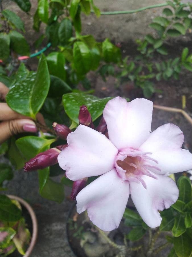 Strophanthus 2