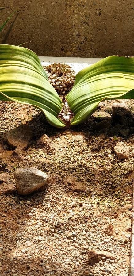 Welwitschia 18