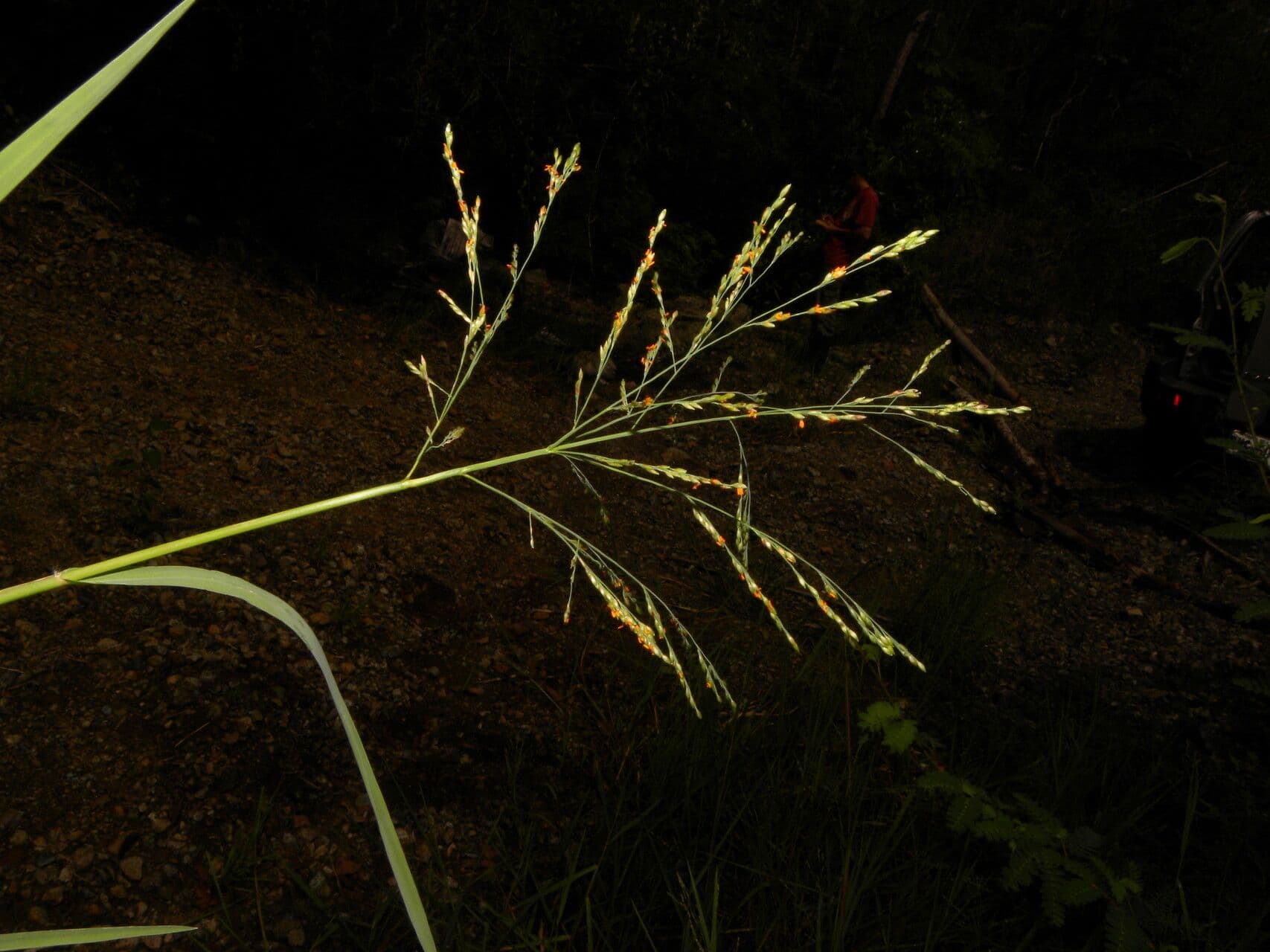 Panicum 6