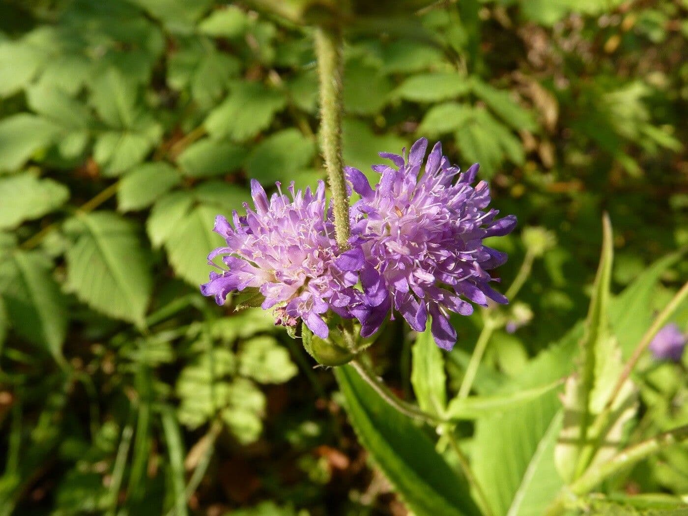 Ambretta silvatica 2
