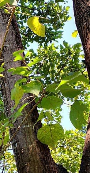 Korallenbaum 2