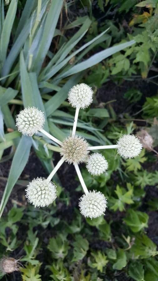 Yucca-Mannstreu 8