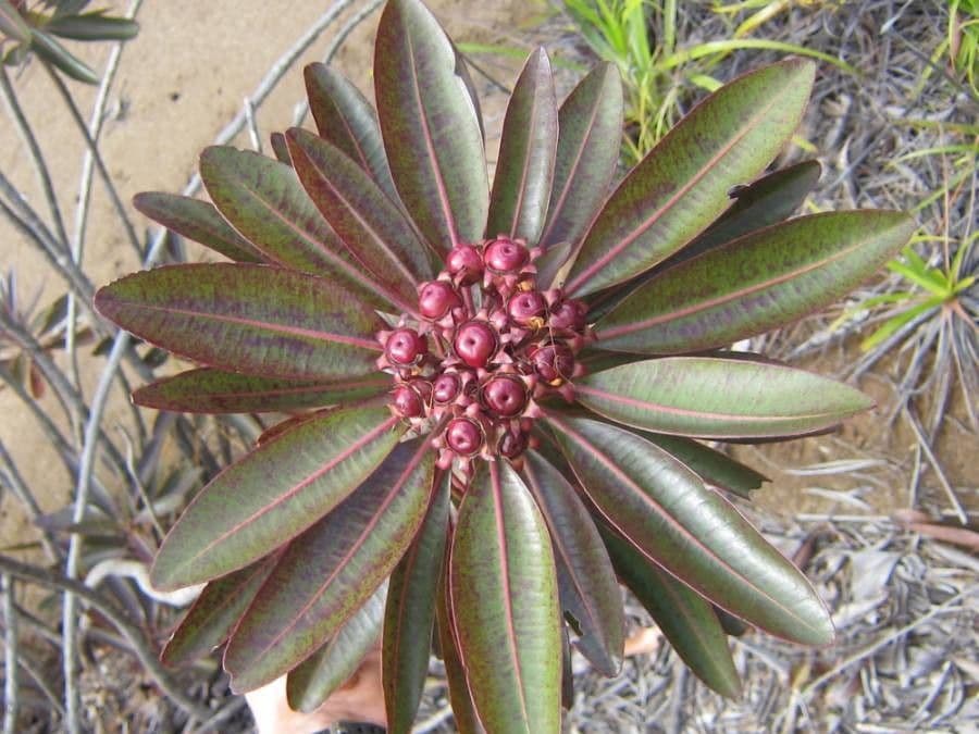 Xanthostemon 16