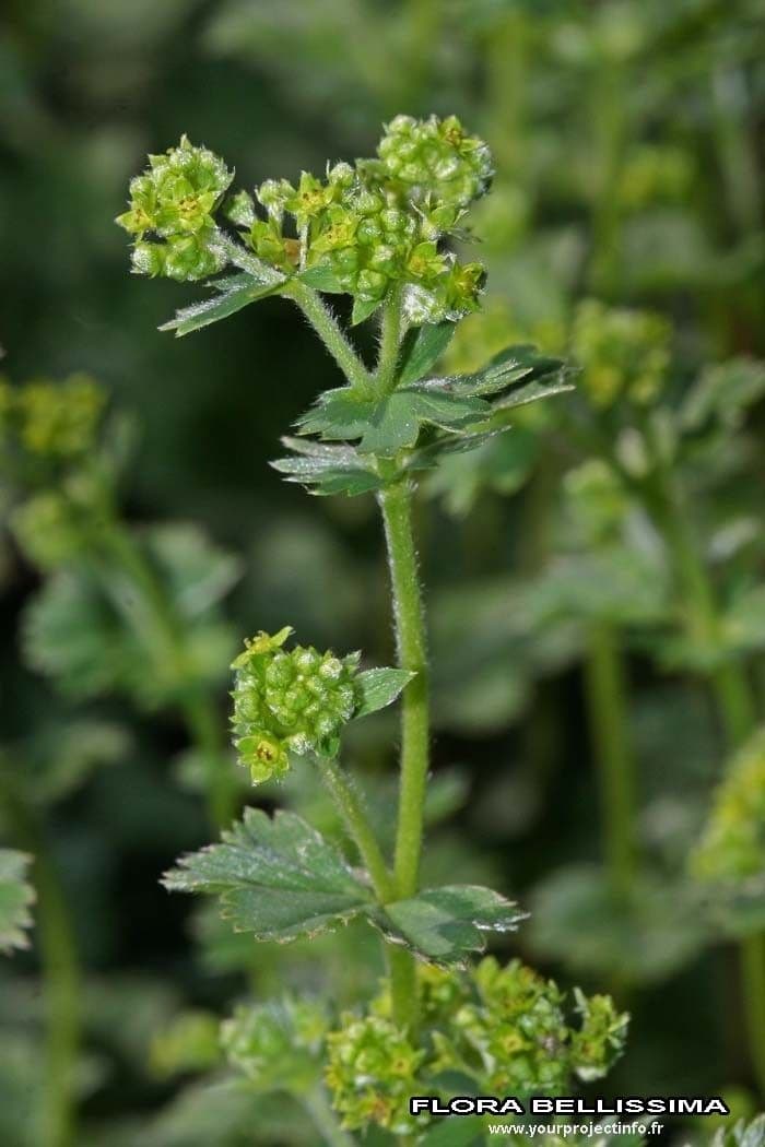 Ventaglina grigio-verde 19