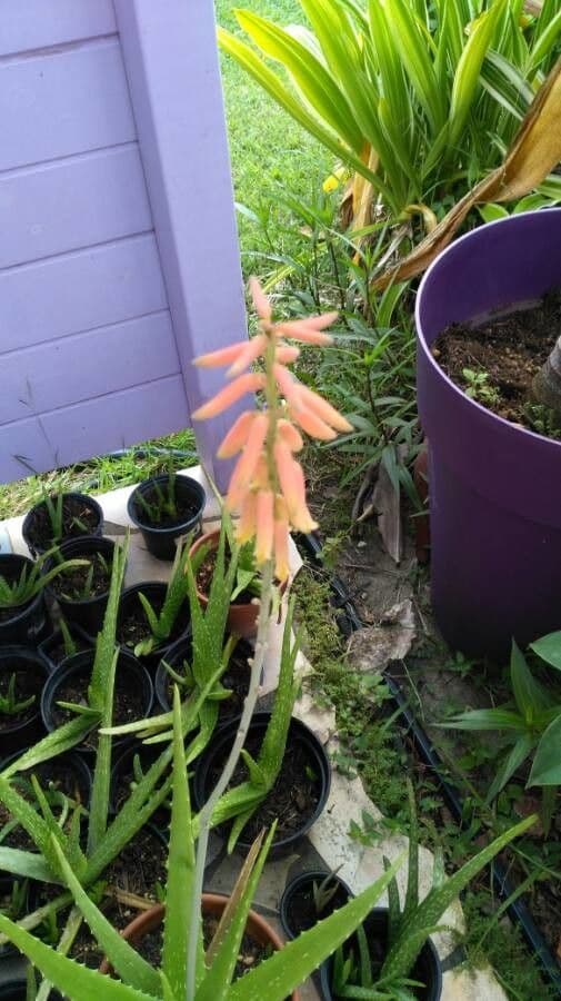Echte Aloe 5