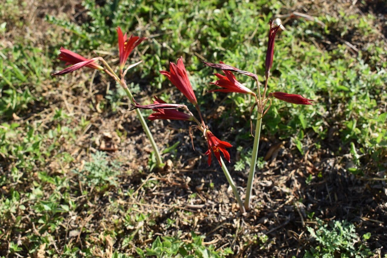 Rhodophiala 11