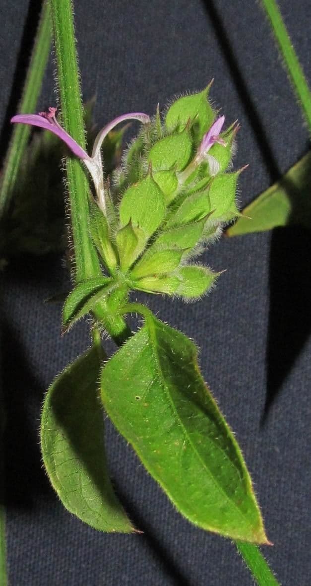 Dicliptera 2