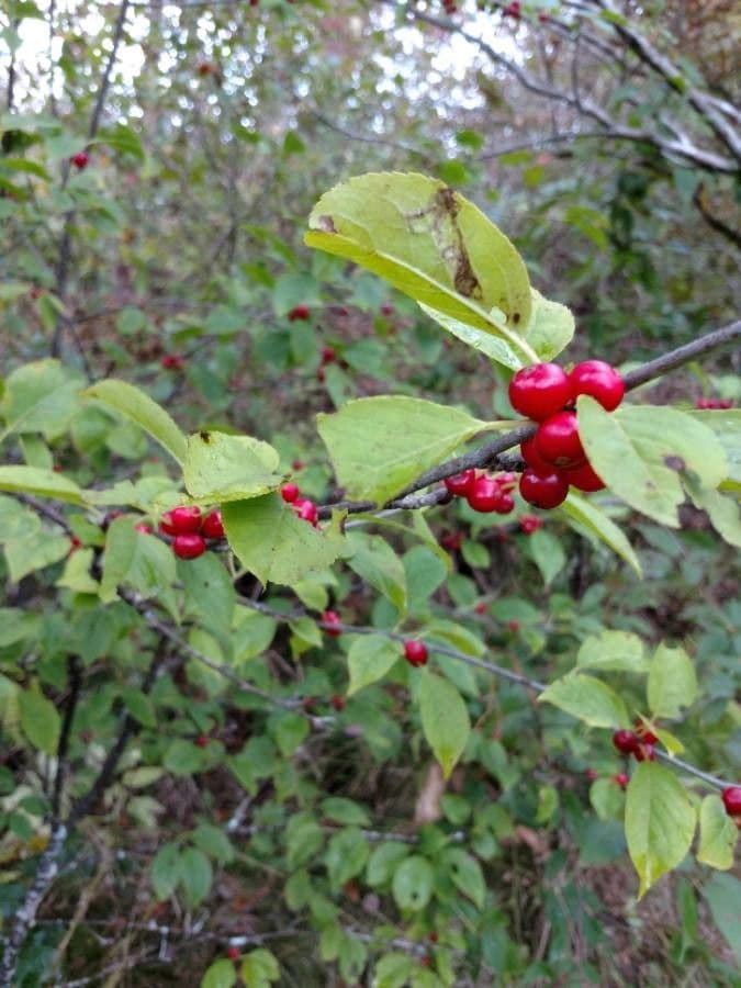Lindera benzoin 7
