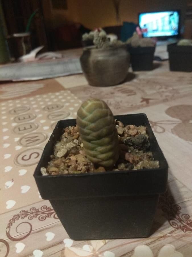 Crassula 8
