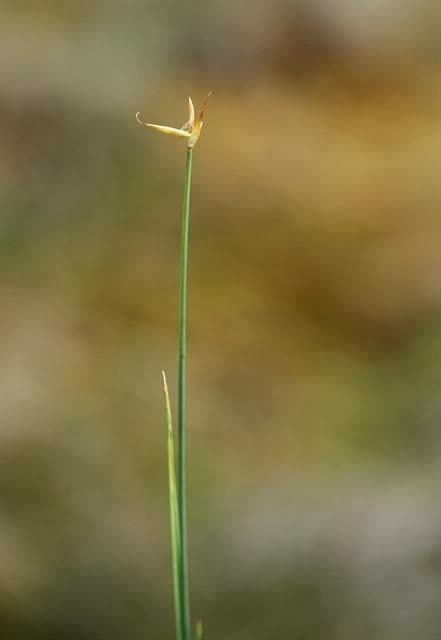 Carice pauciflora 23