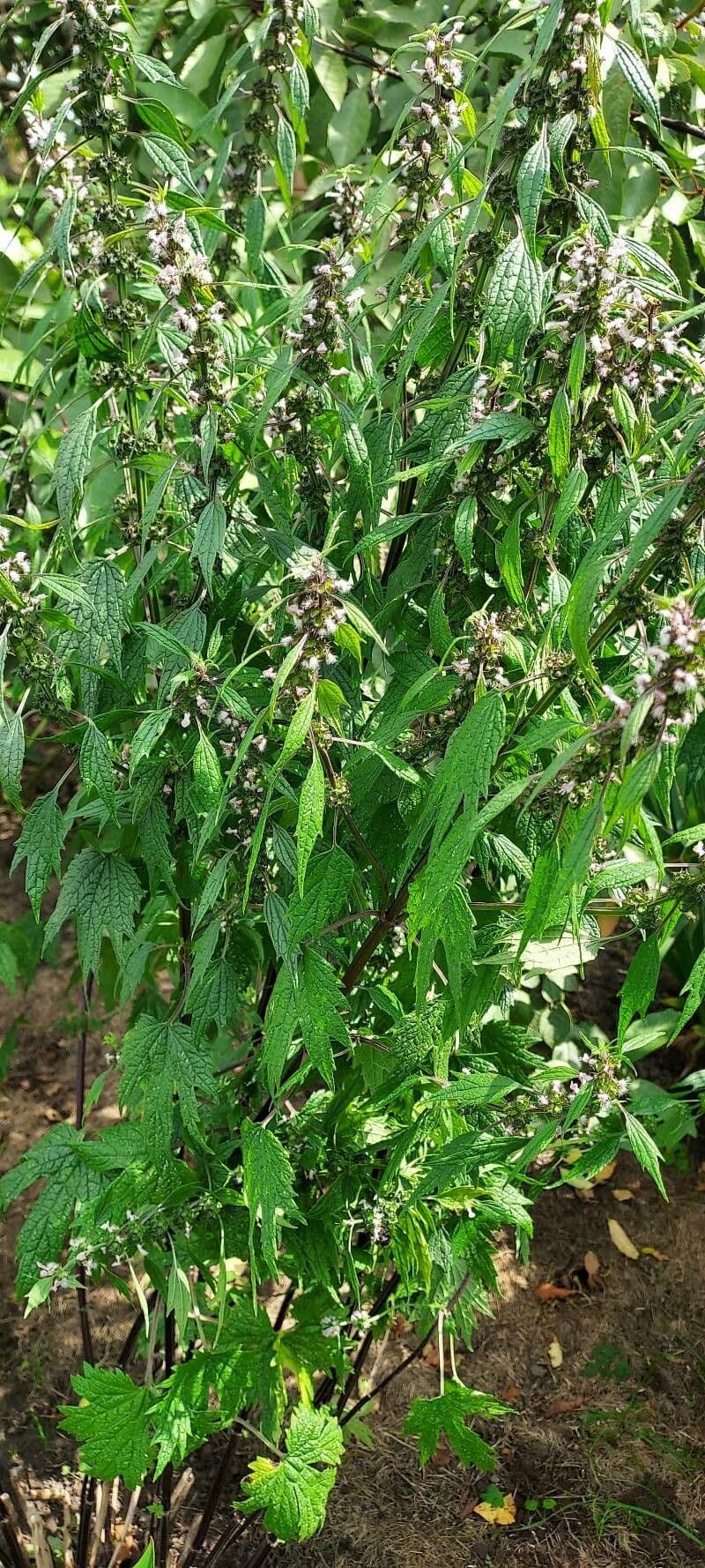 Agripalma 28
