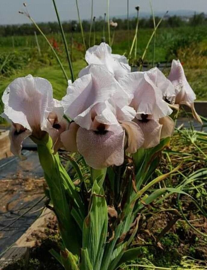 Iris 2