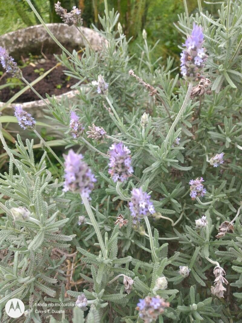 Lavanda pinnata 14