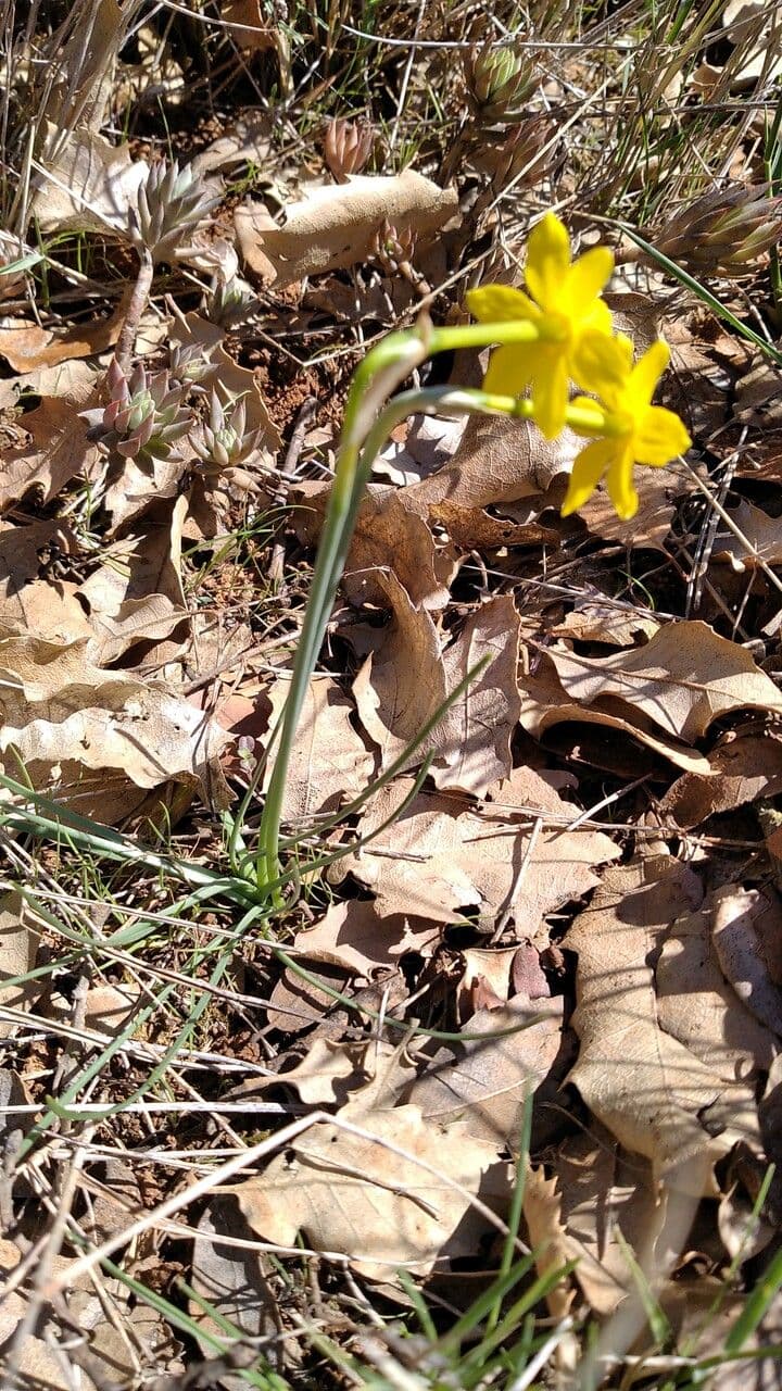 Narciso 13