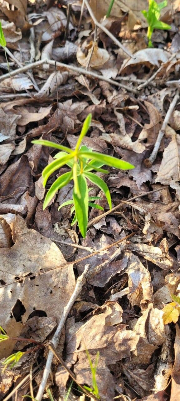 Coreopsis mayor 13