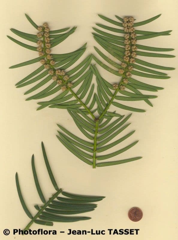Obszarowca 27