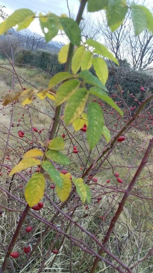 Rosa selvatica comune 16