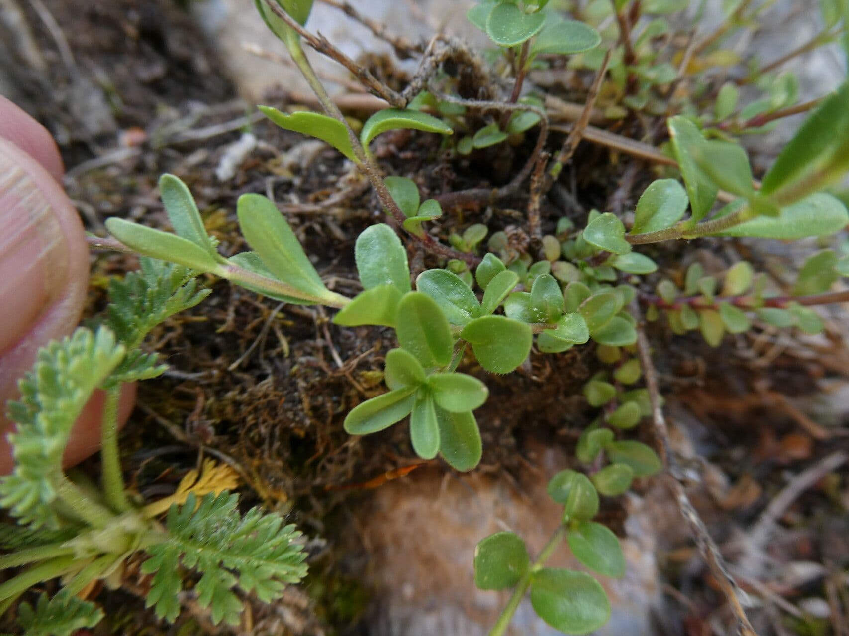 Veronica fruticulosa 15