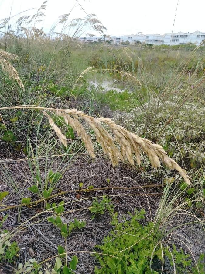Avena marittima 8