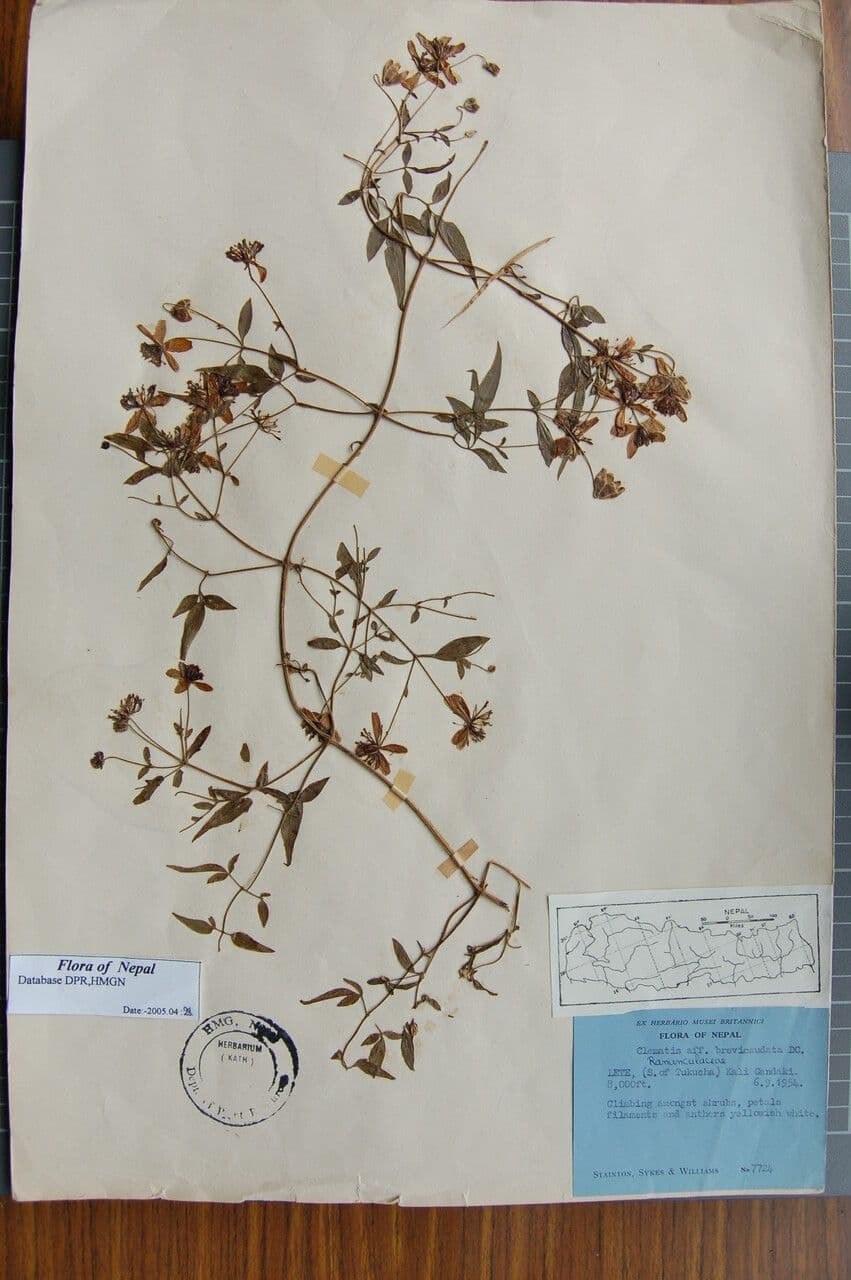 Clematide puberula 4