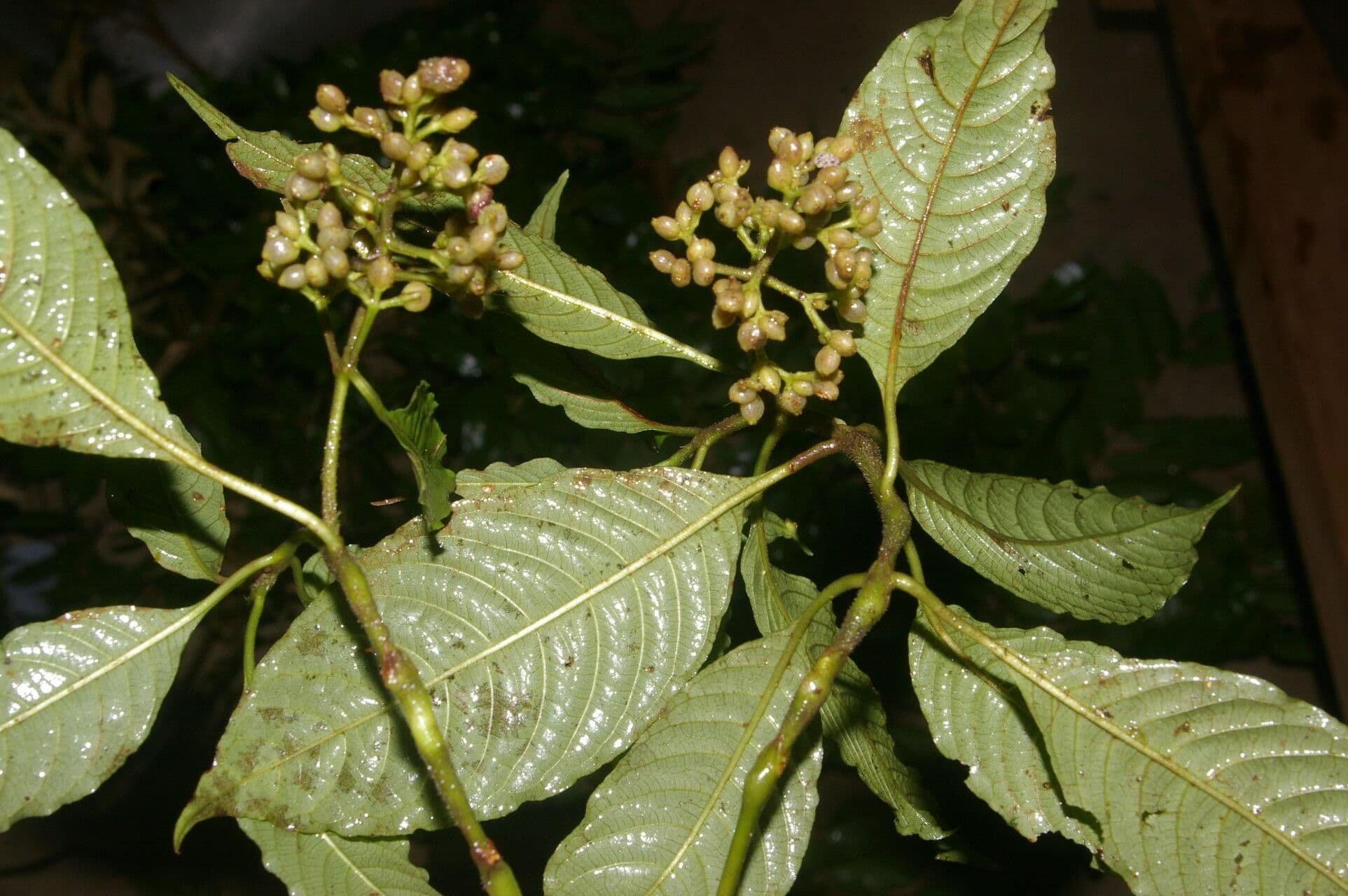 Palicourea 4