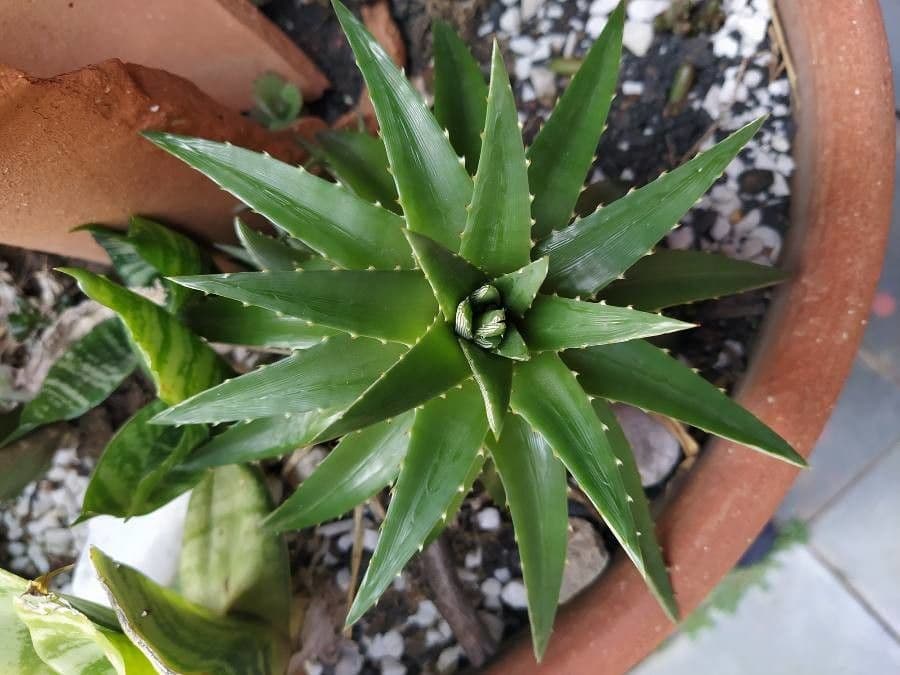 Dyckia 8