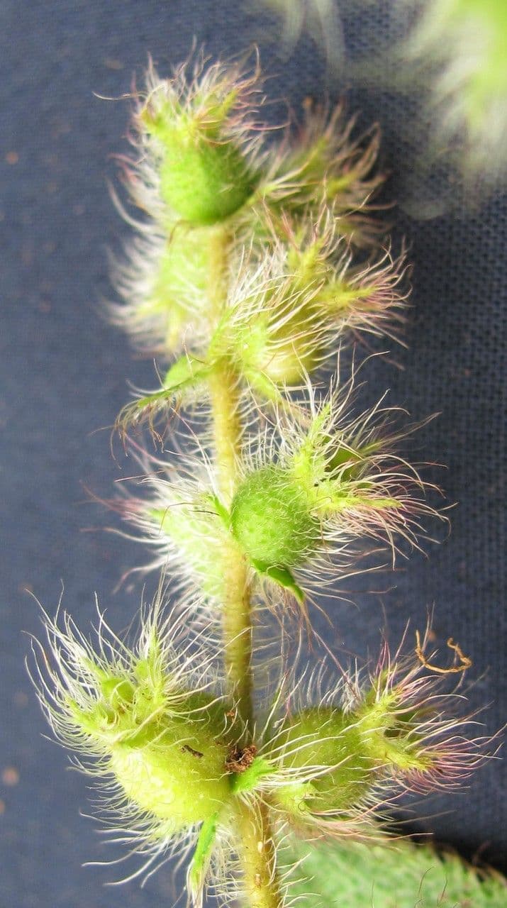 Miconia pendente 2