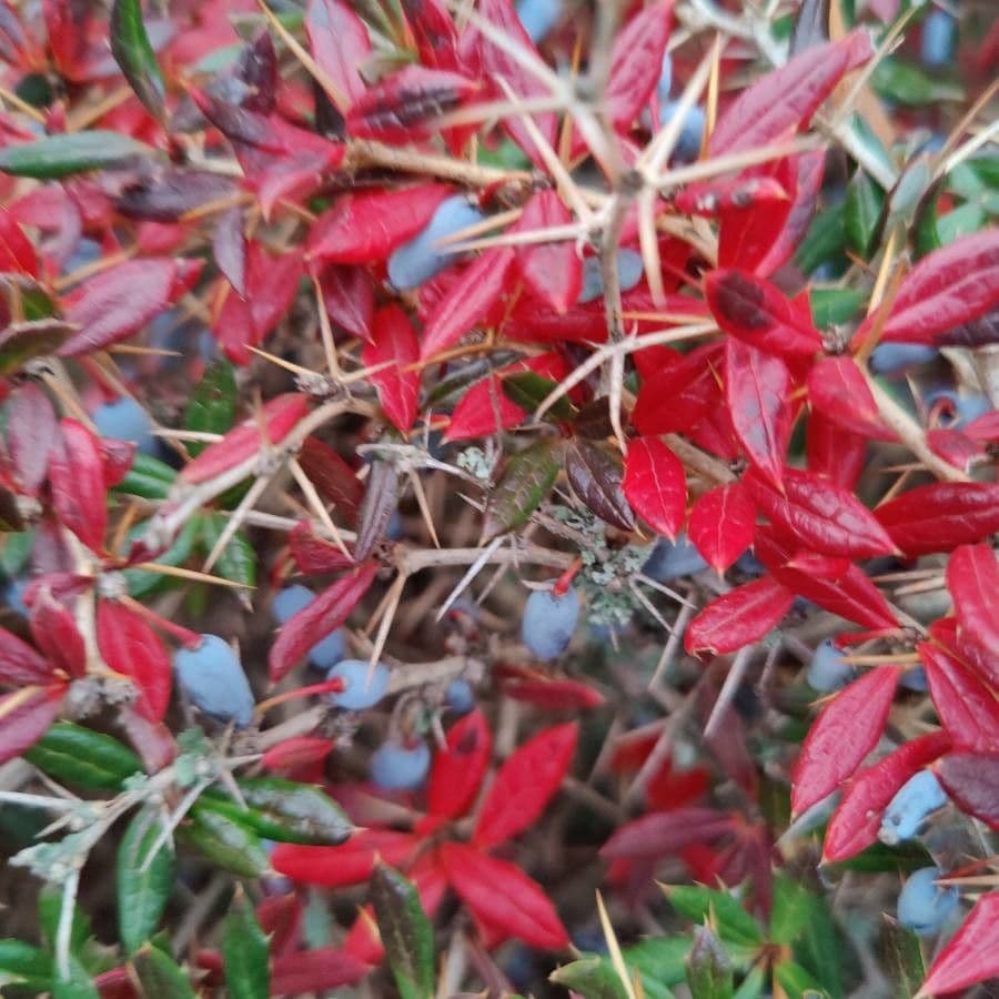 Berberys Gagnepaina 4
