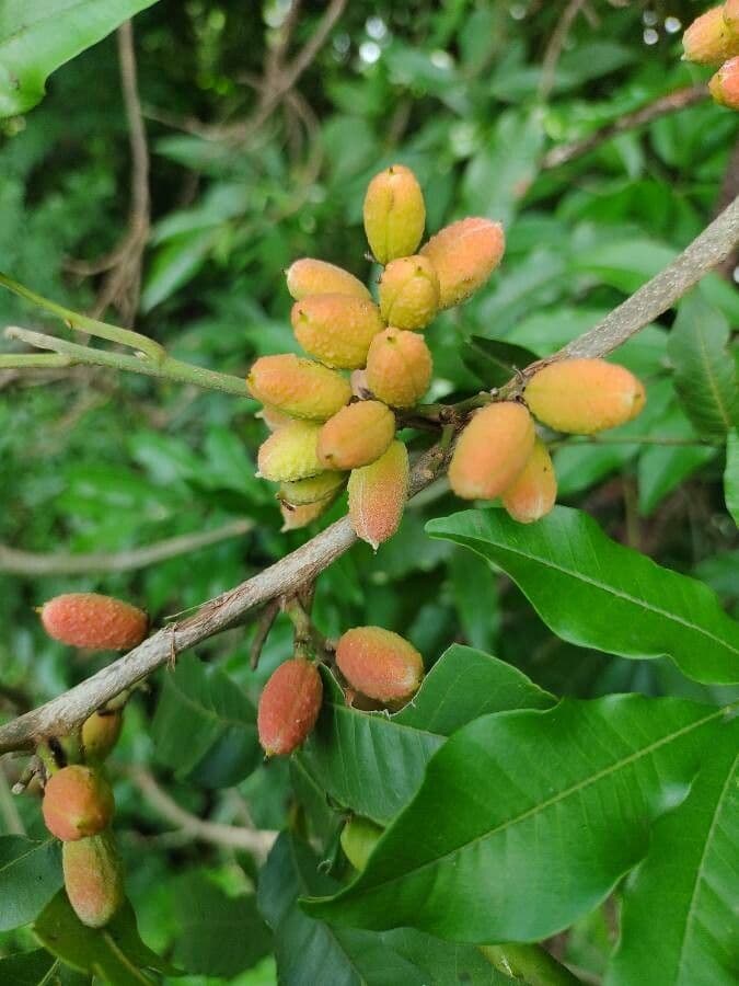 Trichilia 2