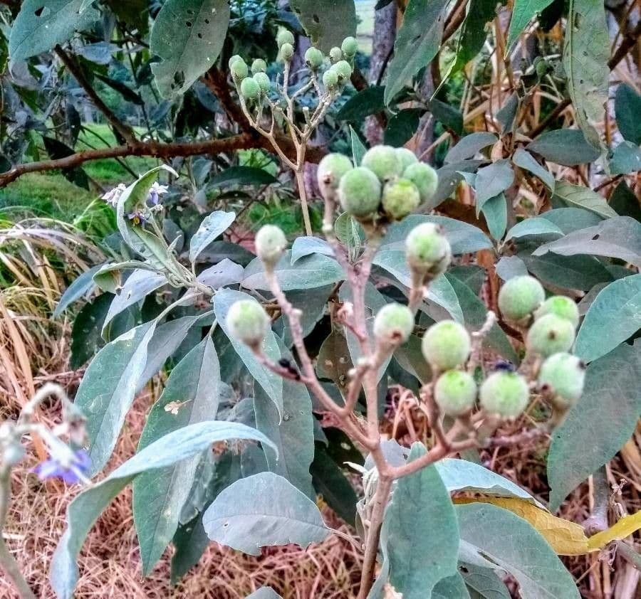 Solanum