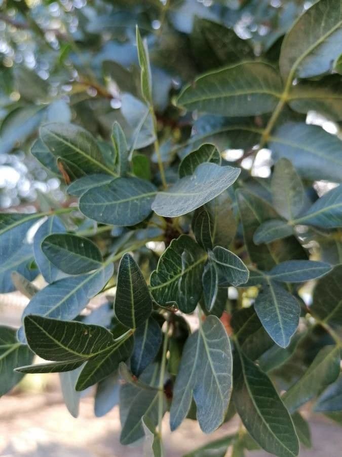 Pistacia 17