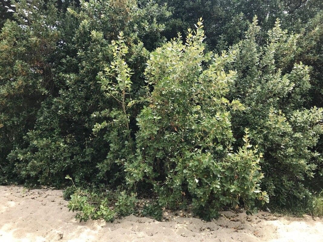 Travers-Aster 5