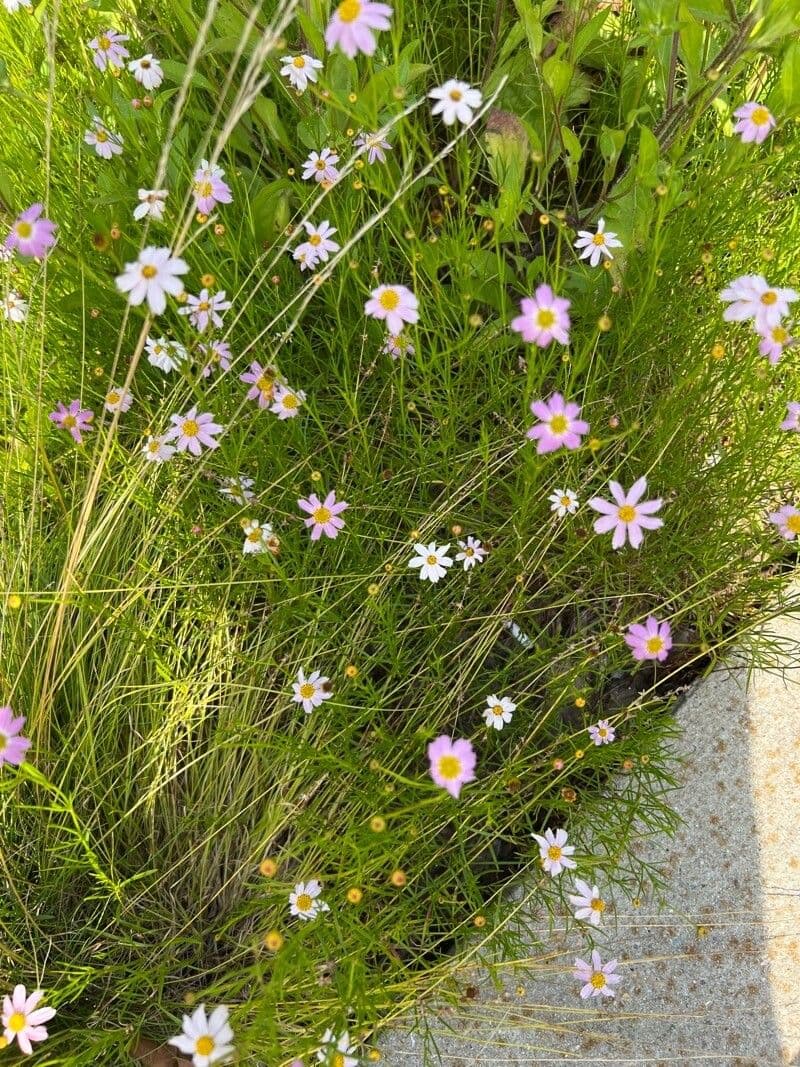 Cosmos parviflorus 2