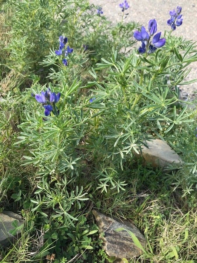 Schmalblättrige Lupine 13